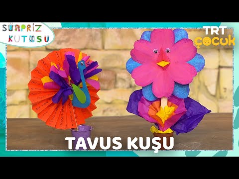 Video önizleme karesi: Tavus kuşu Yelpaze